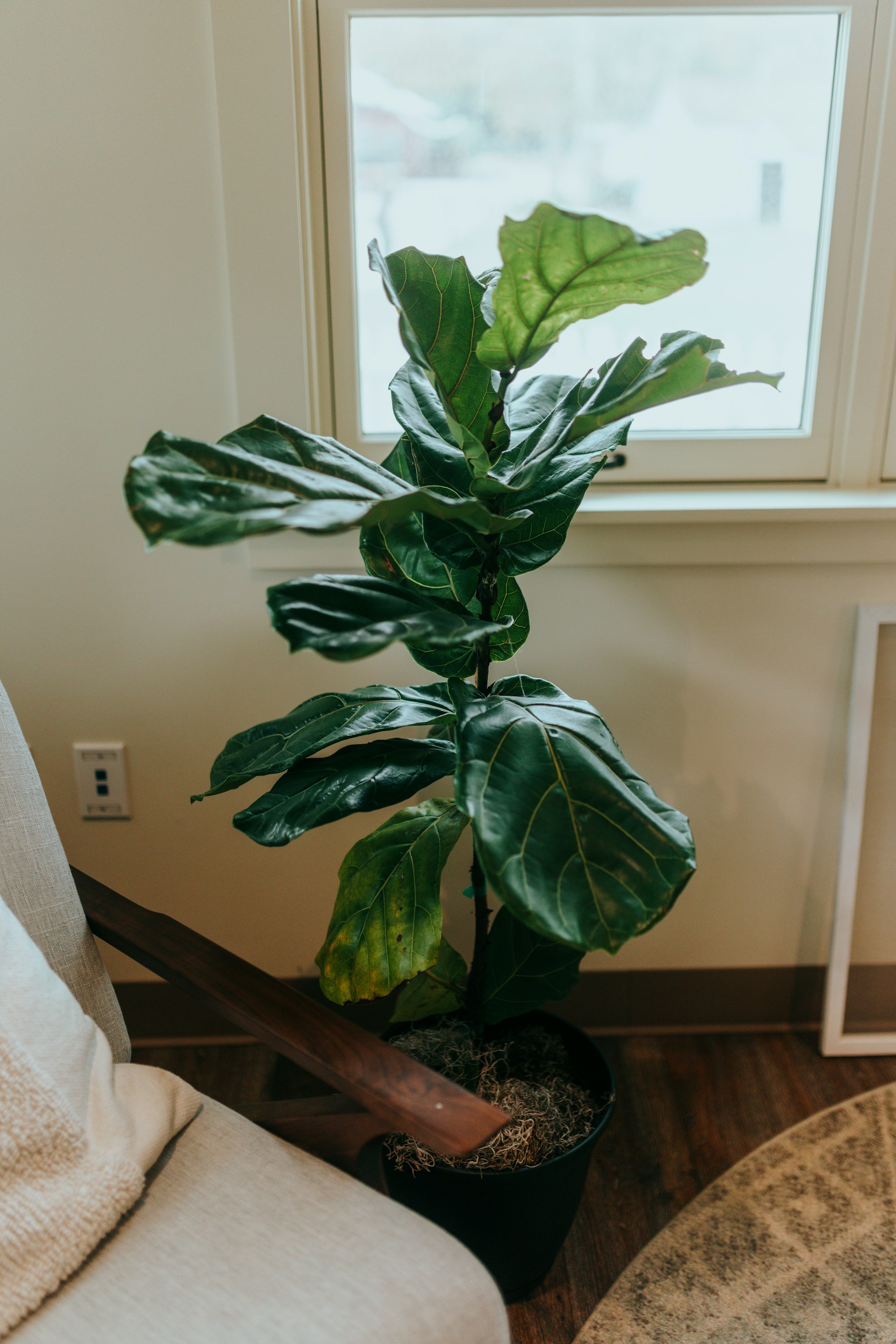 Planta em vaso preto perto de uma janela